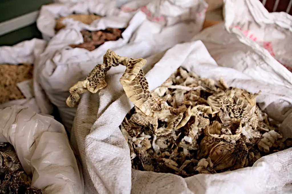 China - Xi'an - snake skin