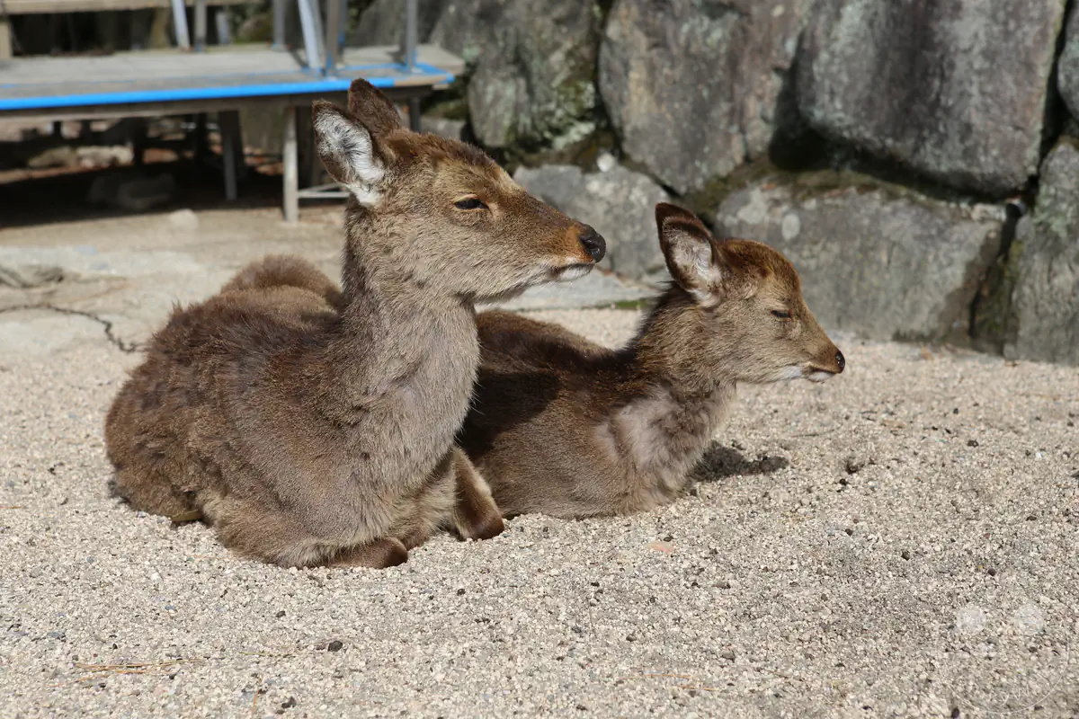 Zwei wilde Sika-Hirsche ruhen friedlich nebeneinander im warmen Sand auf der japanischen Insel Miyajima, umgeben von einer historischen Steinmauer im Hintergrund.