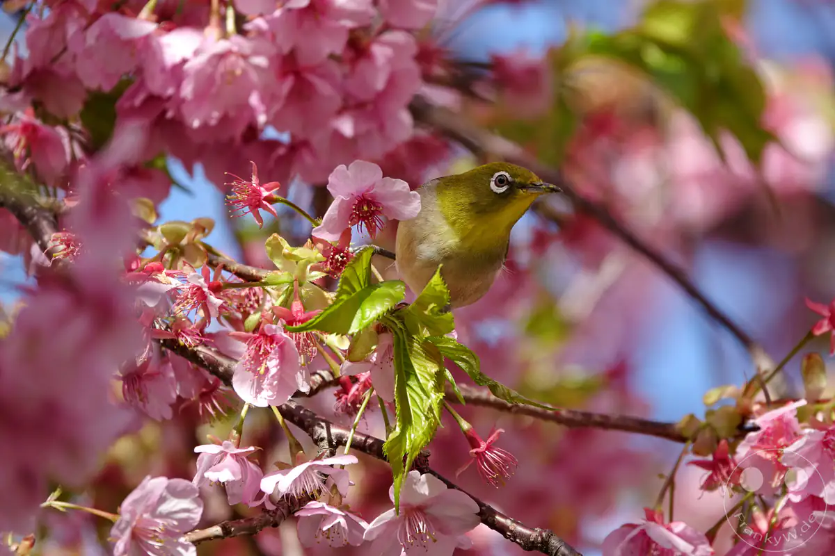 Ein kleiner, olivgrüner Japanbrillenvogel (Mejiro) mit markantem weißen Augenring sitzt inmitten von intensiv rosa blühenden Kawazu-Kirschblüten und frischen, grünen Blättern an einem Ast in Kawazu in der Präfektur Shizuoka, Japan.