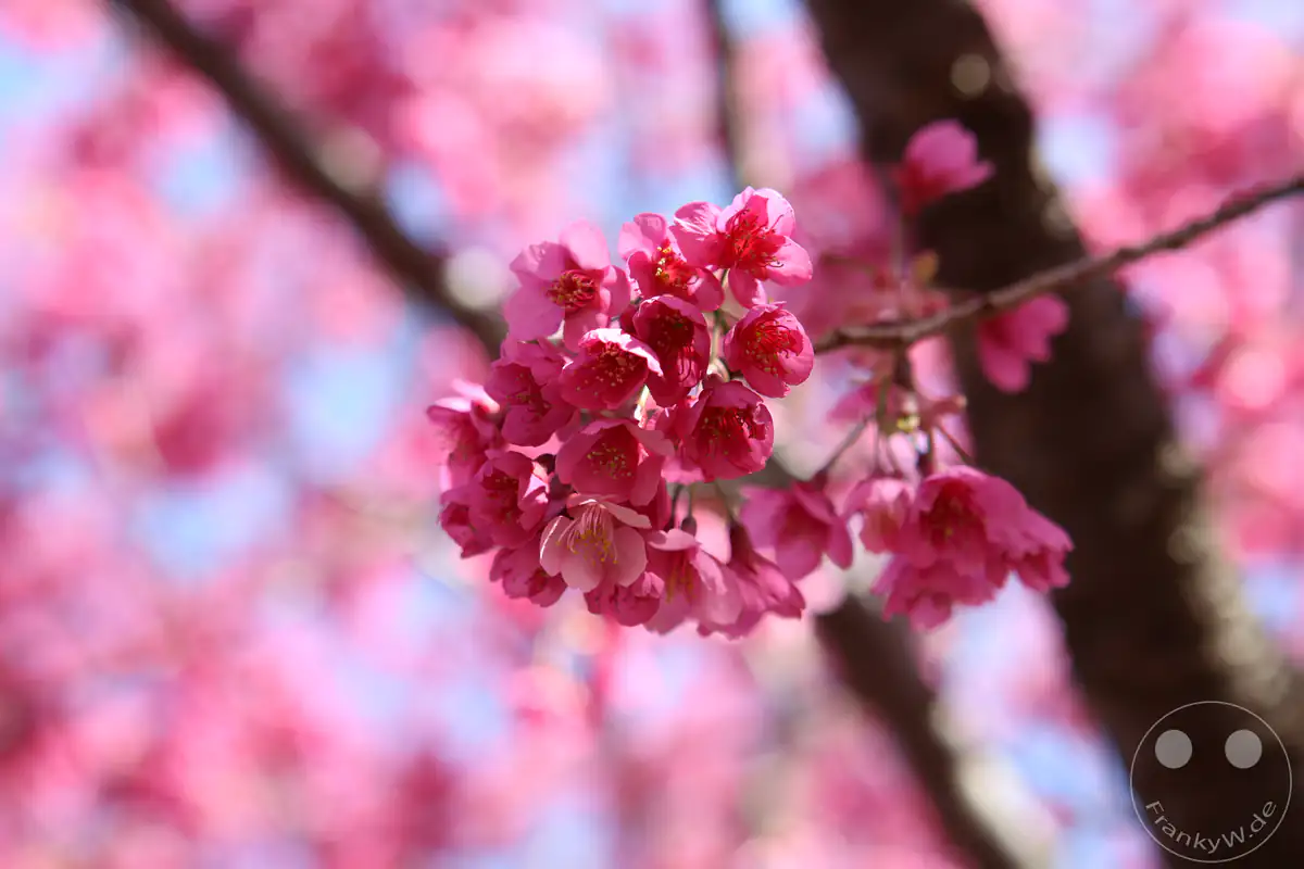 Ein leuchtendes Büschel aus intensiv dunkelrosa Kawazu-Kirschblüten in voller Blüte an einem Ast vor einem weich gezeichneten, farbenfrohen Hintergrund aus weiteren Blütenkronen und blauem Himmel in Kawazu in der Präfektur Shizuoka, Japan.