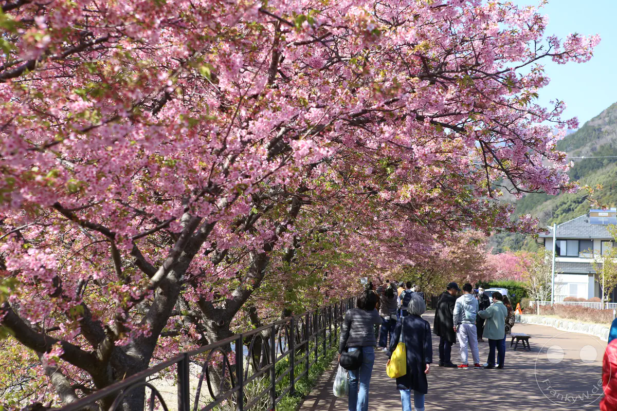 Ein idyllischer Spazierweg in der Stadt Kawazu, der von einer prachtvollen Allee aus intensiv rosa blühenden Kawazu-Kirschbäumen gesäumt wird, während Einheimische und Touristen das Frühlingswetter unter den Blütenkronen in der Präfektur Shizuoka, Japan genießen.