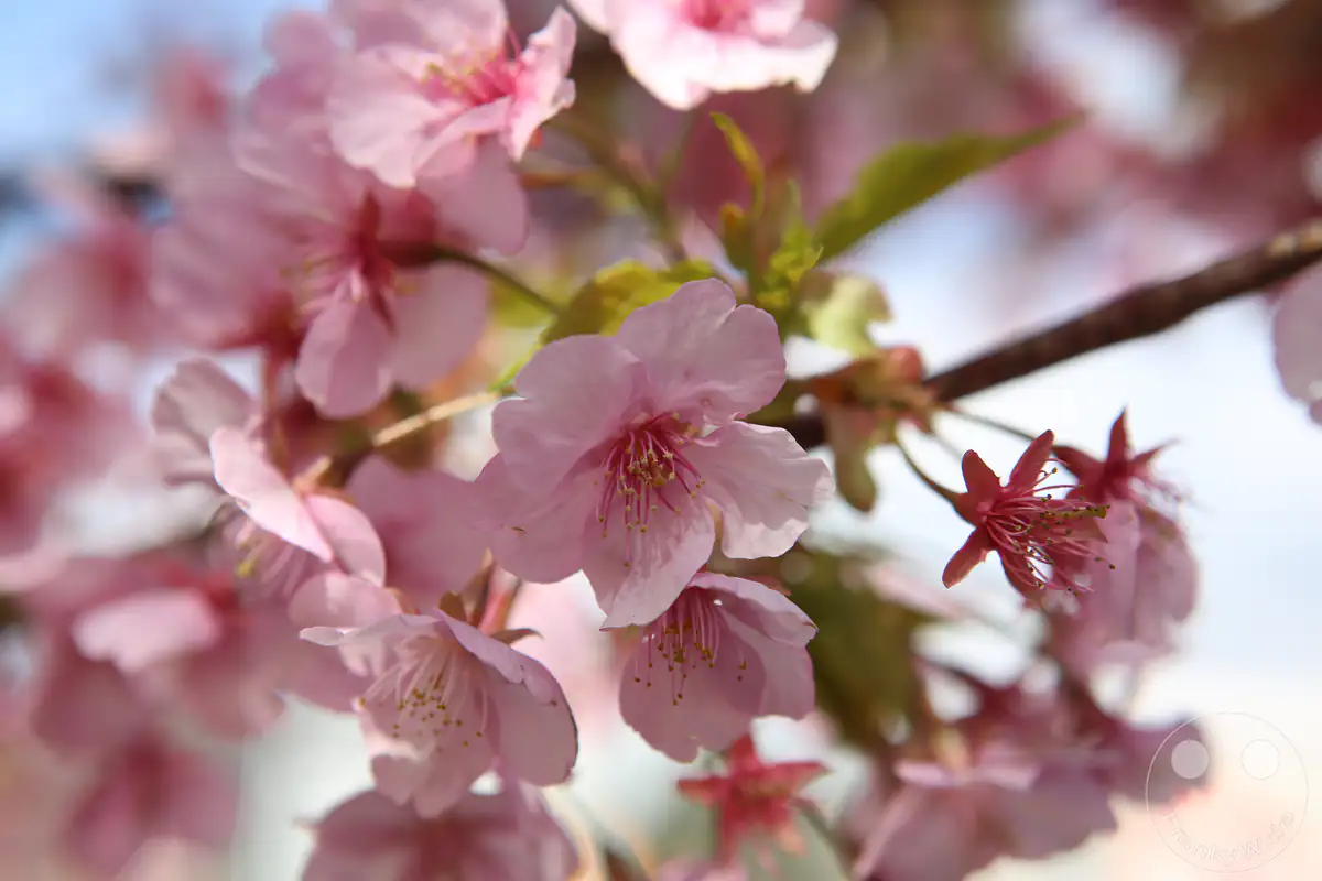 Eine detailreiche Nahaufnahme von zartrosa Kawazu-Kirschblüten mit filigranen Staubblättern und jungen, grünen Blättern an einem Ast vor einem weich gezeichneten, hellen Hintergrund in Kawazu in der Präfektur Shizuoka, Japan.