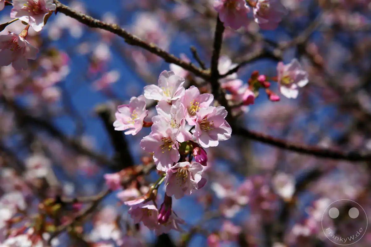 Eine filigrane Nahaufnahme von hellrosa Kawazu-Kirschblüten mit gelben Staubblättern an dünnen Ästen vor einem kontrastreichen Hintergrund aus blauem Himmel und dunklem Geäst in Kawazu in der Präfektur Shizuoka, Japan.