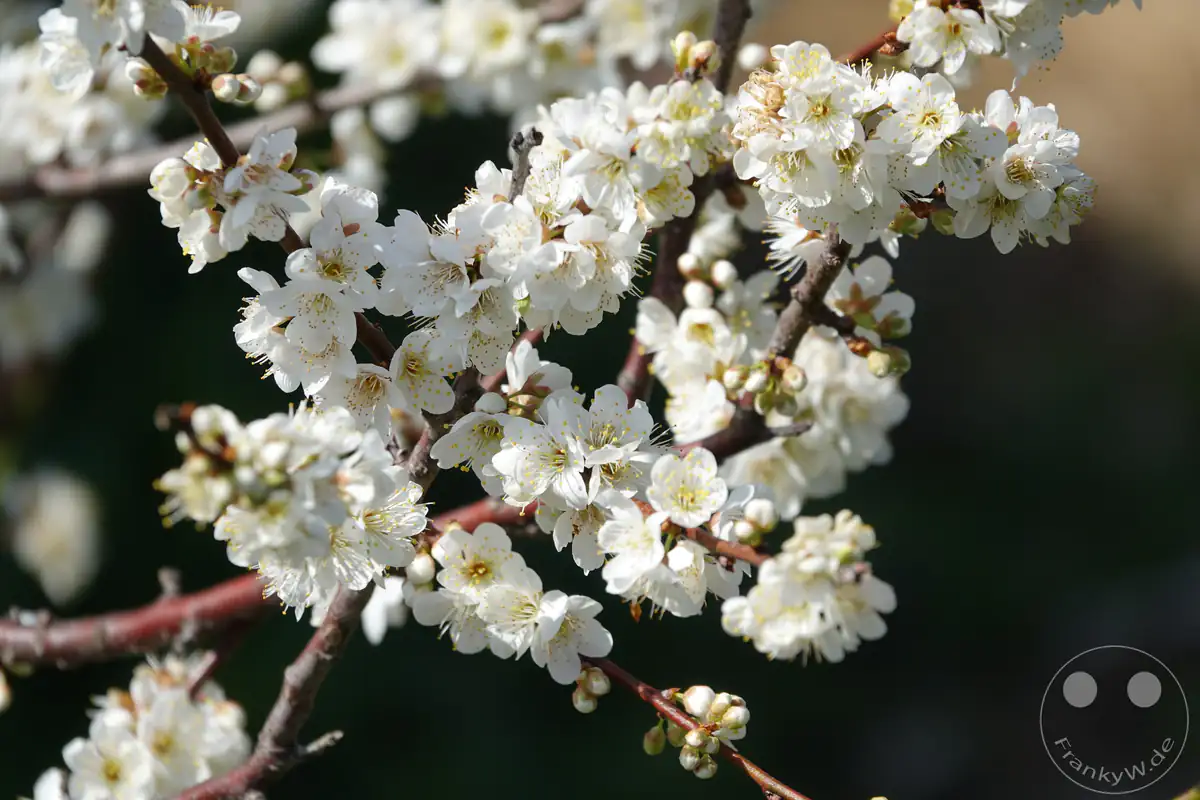 Eine dichte Ansammlung von zarten, weißen Pflaumenblüten (Ume) mit filigranen Staubblättern an rötlich-braunen Ästen im hellen Sonnenlicht während des Vorfrühlings in Kawazu in der Präfektur Shizuoka, Japan.