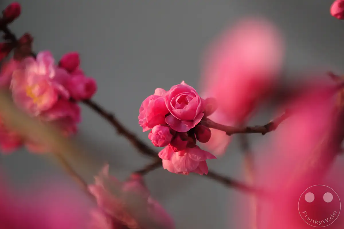 Eine detailreiche Nahaufnahme von leuchtend rosa Pflaumenblüten an einem feinen Ast im Frühling vor einem sanft verschwommenen Hintergrund im Tempelgarten.
