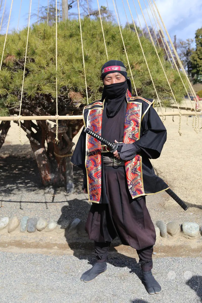 Ein japanischer Schausteller in einem traditionellen schwarzen Ninja-Kostüm mit kunstvoller, rot-gold gemusterter Weste hält die Hand am Griff seines Katana-Schwerts vor einer mit Yukizuri-Seilen geschützten Kiefer im Park der Burg Matsumoto in der Präfektur Nagano, Japan.