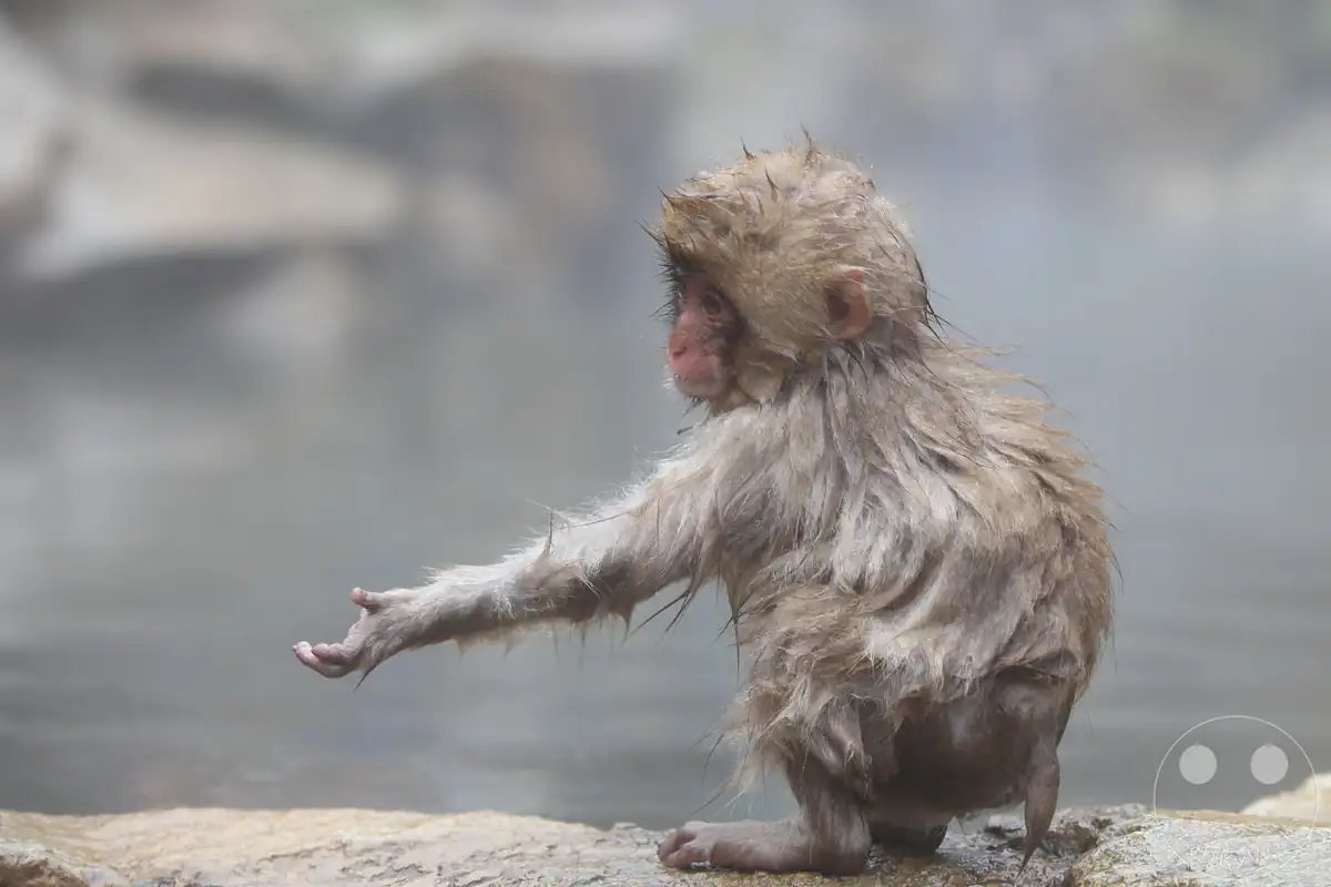 Ein kleines japanisches Makaken-Baby mit nassem Fell sitzt im Profil am Onsen-Beckenrand und streckt neugierig einen Arm nach vorne aus im Jigokudani-Wildaffenpark in Yamanouchi in der Präfektur Nagano, Japan.