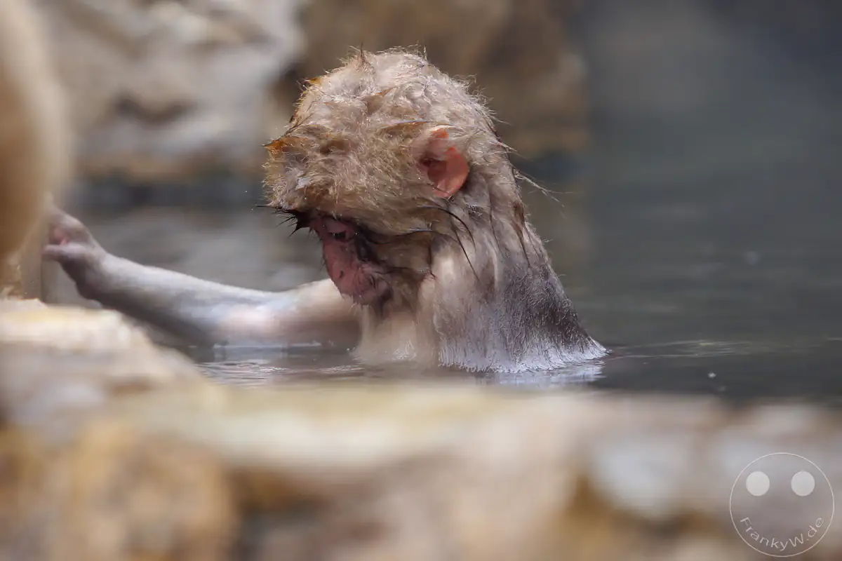 Ein kleines japanisches Makaken-Baby mit völlig nassem Fell badet im warmen Wasser einer Onsen-Quelle und hält sich mit ausgestrecktem Arm am steinernen Beckenrand fest im Jigokudani-Wildaffenpark in Yamanouchi in der Präfektur Nagano, Japan.