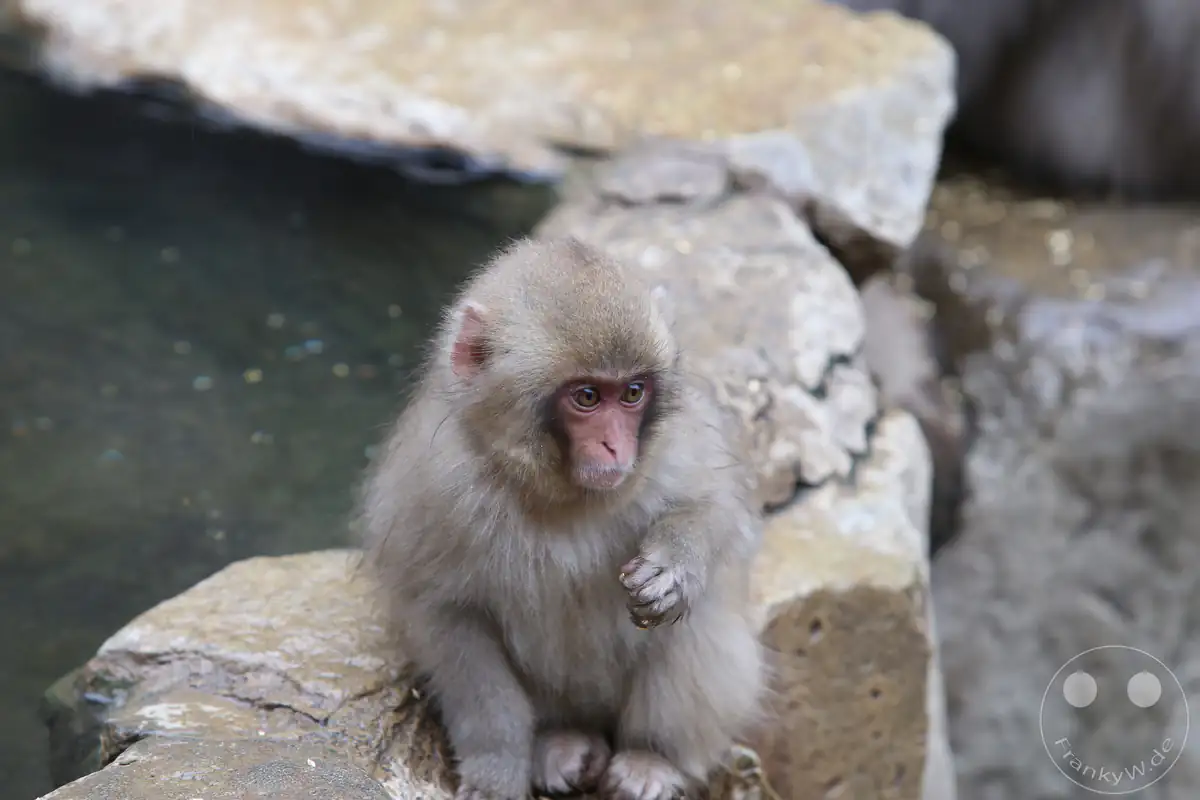 Ein kleines, junges japanisches Makaken-Baby mit flauschigem, hellgrauem Fell sitzt aufmerksam auf den großen Steinen am Rand des warmen Onsen-Quellbeckens im Jigokudani-Wildaffenpark in Yamanouchi in der Präfektur Nagano, Japan.