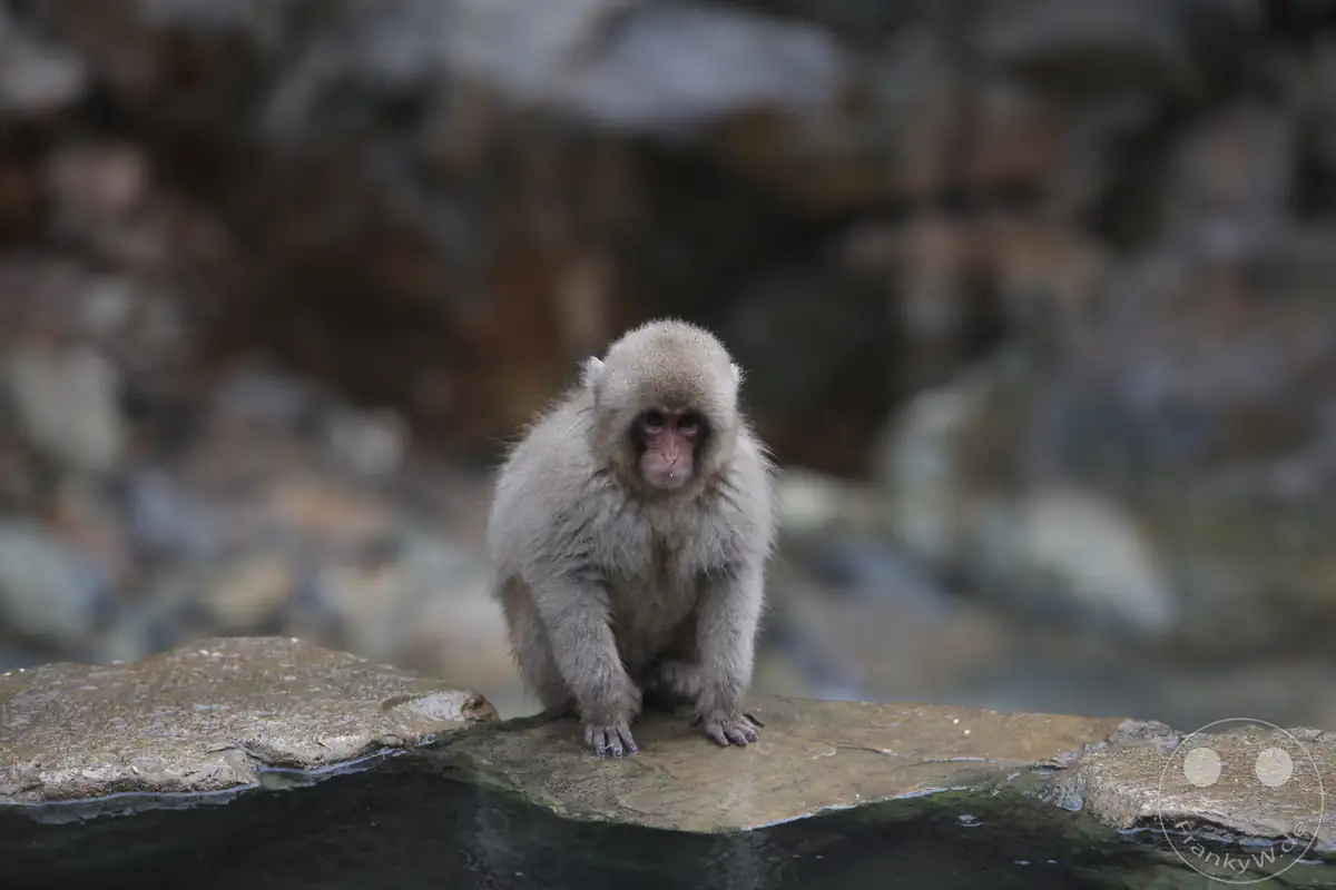 Ein kleines japanisches Makaken-Baby mit flauschigem, nassen Winterfell sitzt aufmerksam auf einem flachen Stein direkt am Rand des Onsen-Thermalbeckens im Jigokudani-Wildaffenpark in Yamanouchi in der Präfektur Nagano, Japan.