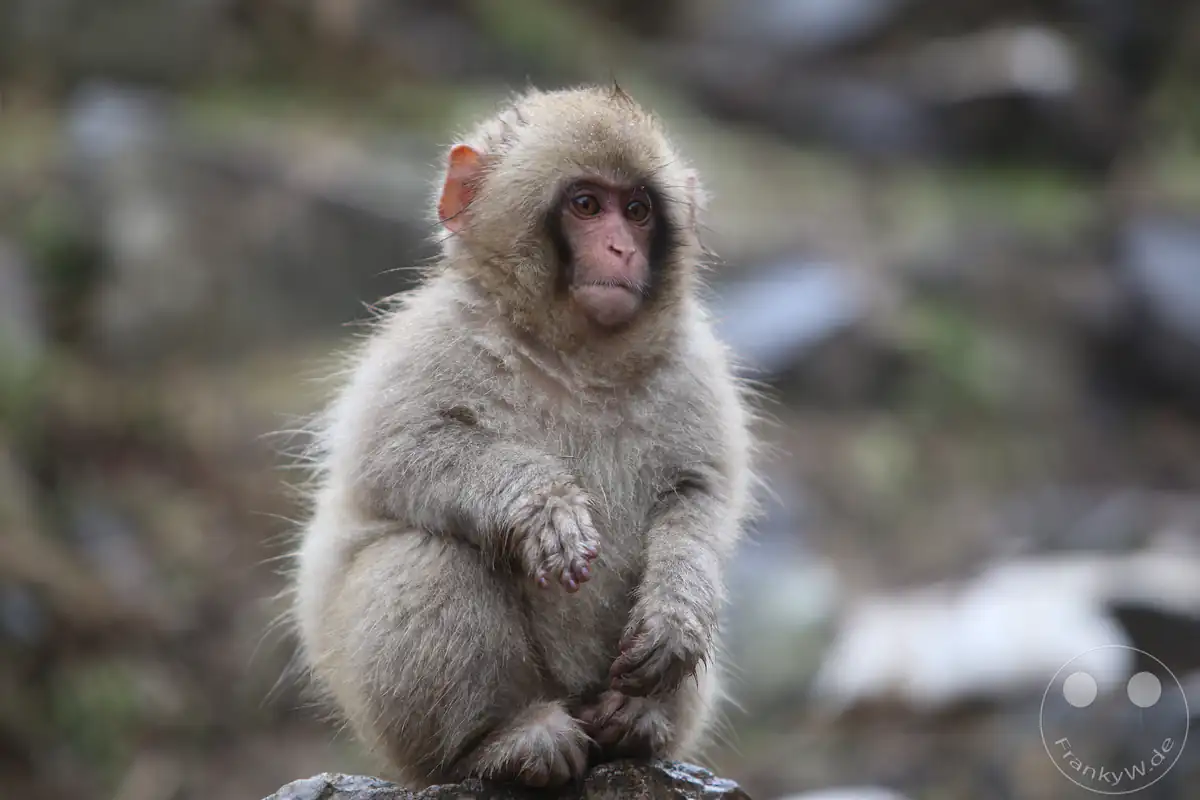 Ein kleines, flauschiges japanisches Makaken-Baby sitzt aufrecht auf einem Felsen und blickt aufmerksam mit großen Augen zur Seite im Jigokudani-Wildaffenpark in Yamanouchi in der Präfektur Nagano, Japan.