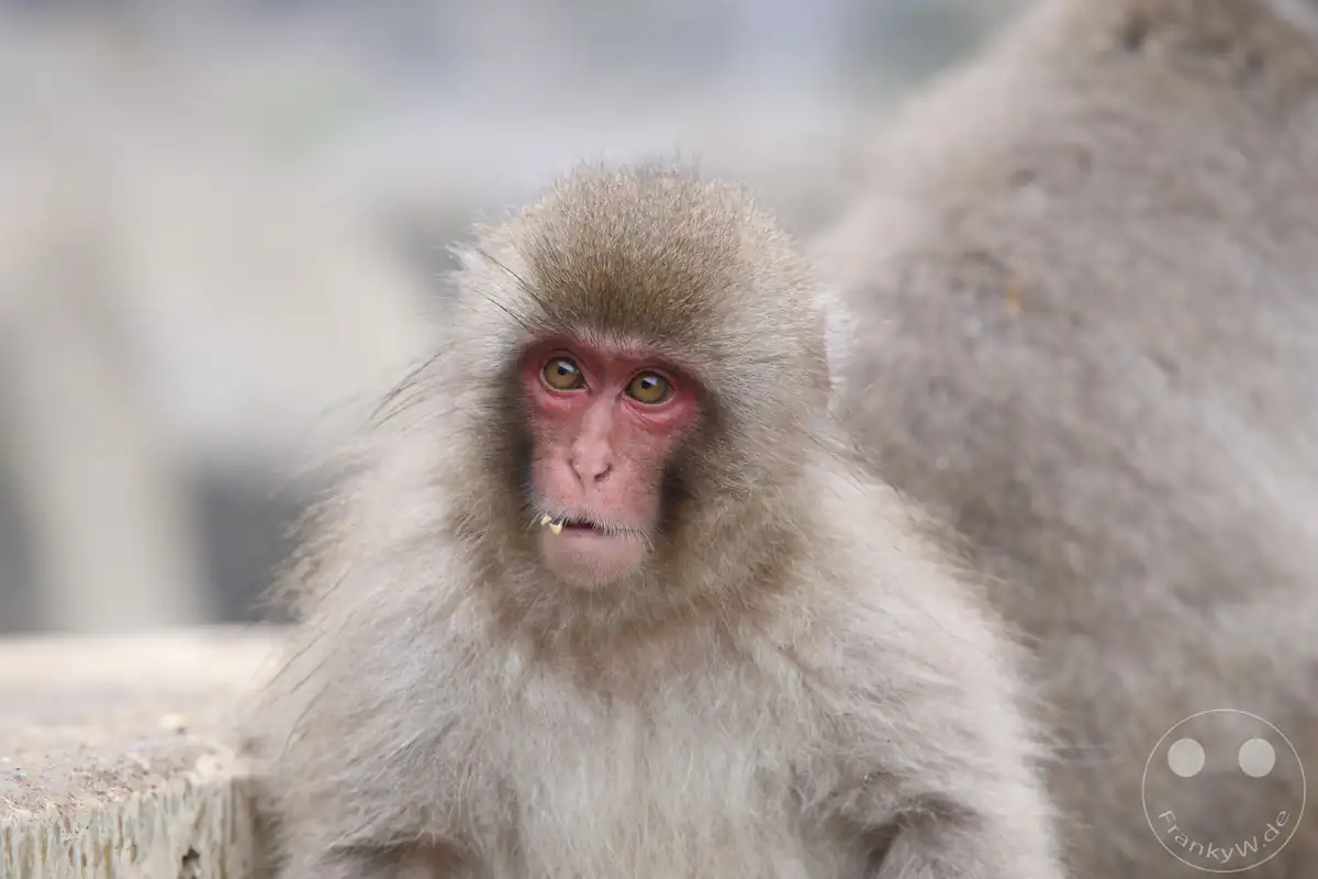 Nahaufnahme und Porträt eines jungen japanischen Makaken mit großen braunen Augen, geröteter Gesichtshaut und dichtem Winterfell im Jigokudani-Wildaffenpark in Yamanouchi in der Präfektur Nagano, Japan.