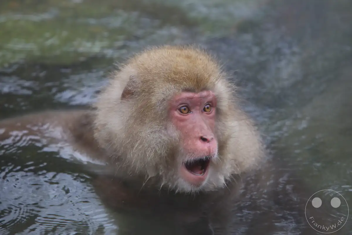 Ein japanischer Makake blickt mit weit geöffnetem Mund und überraschtem Gesichtsausdruck direkt aus dem warmen Wasser einer Onsen-Quelle im Jigokudani-Wildaffenpark in Yamanouchi in der Präfektur Nagano, Japan.