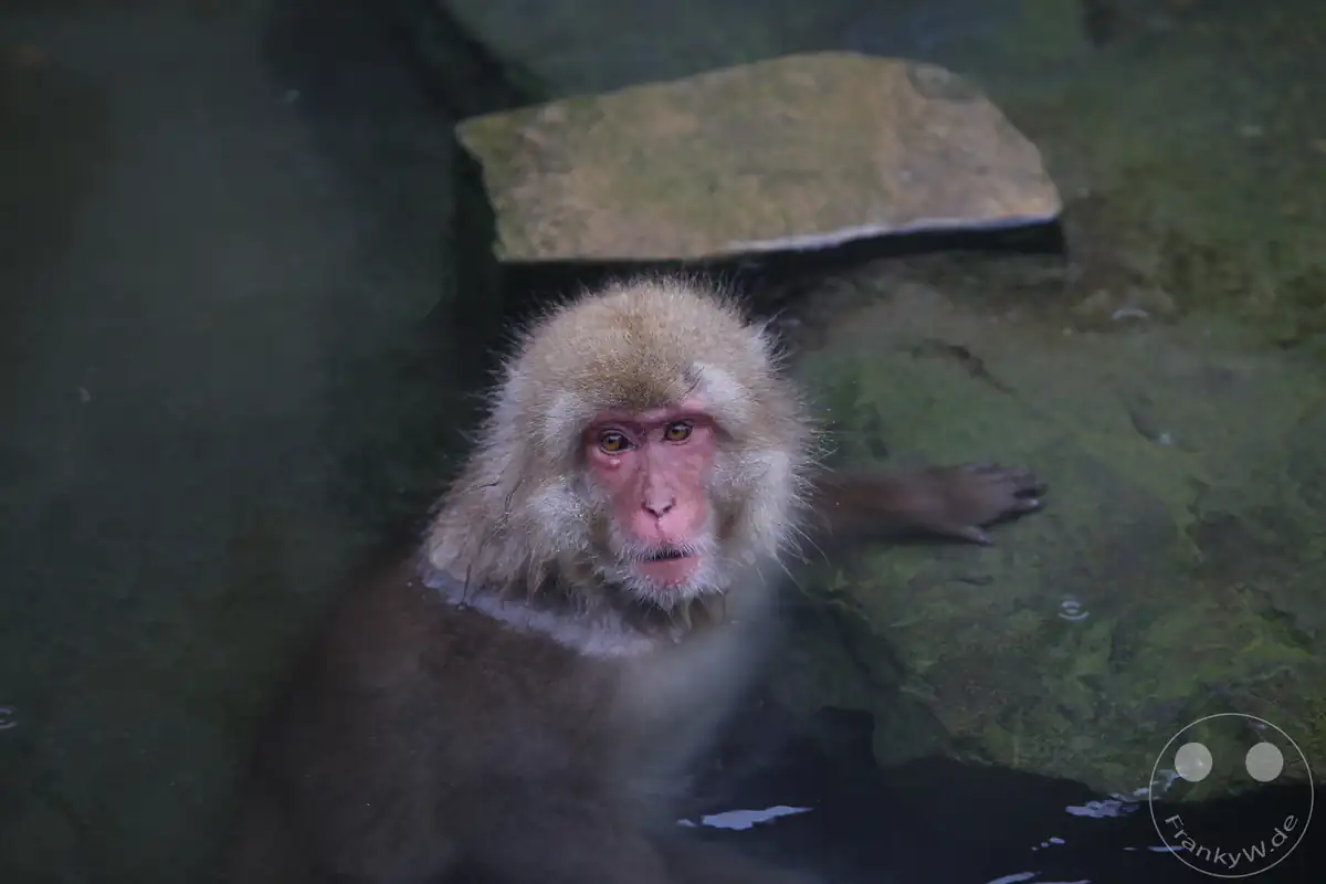 Ein japanischer Makake badet im dunklen Wasser einer Onsen-Quelle und streckt dabei einen Arm auf einen flachen, bemoosten Stein im Jigokudani-Wildaffenpark in Yamanouchi in der Präfektur Nagano, Japan.