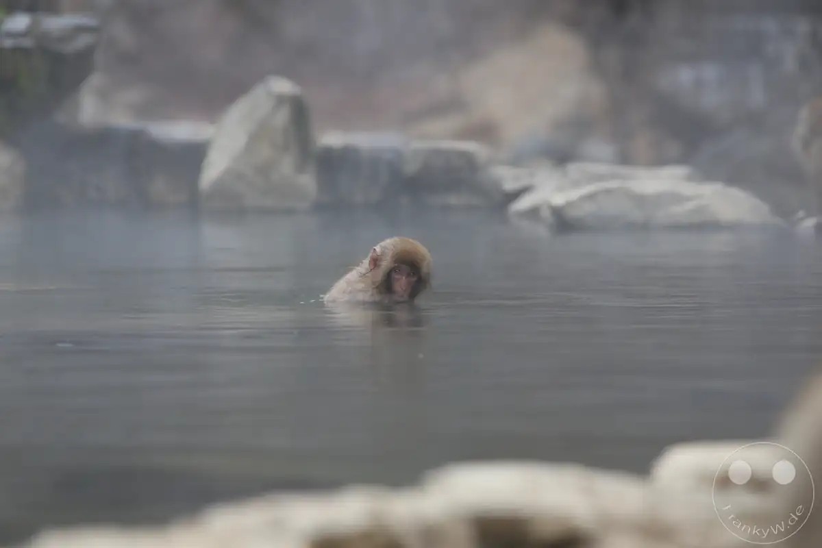 Ein kleiner japanischer Makake badet im warmen Wasser einer von Felsen umgebenen Onsen-Quelle im winterlichen Jigokudani-Wildaffenpark in Yamanouchi in der Präfektur Nagano, Japan.