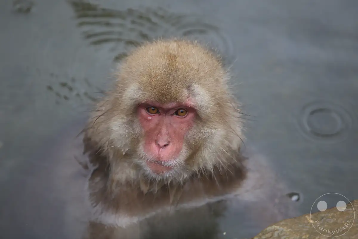 Ein japanischer Makake mit nassem Winterfell blickt aufmerksam nach oben, während er im warmen Wasser einer Onsen-Quelle im Jigokudani-Wildaffenpark in Yamanouchi in der Präfektur Nagano, Japan badet.