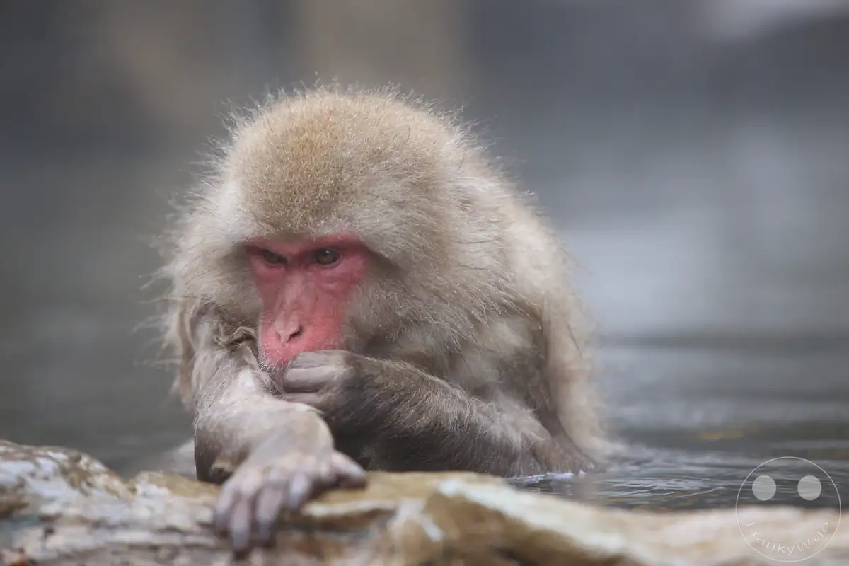 Ein japanischer Makake mit rötlichem Gesicht badet im warmen Wasser einer Onsen-Quelle, stützt sich am Beckenrand ab und führt nachdenklich die Hand zum Mund im Jigokudani-Wildaffenpark in Yamanouchi in der Präfektur Nagano, Japan.