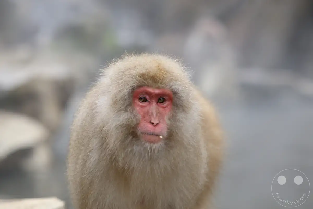 Frontales Porträt eines japanischen Makaken mit gerötetem Gesicht und hellem, flauschigem Winterfell vor einem leicht verschwommenen Hintergrund im Jigokudani-Wildaffenpark in Yamanouchi in der Präfektur Nagano, Japan.