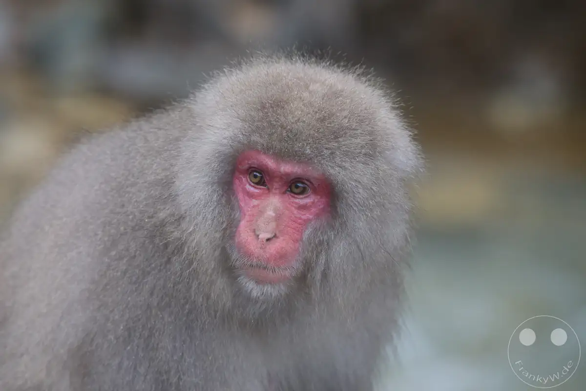Nahaufnahme eines japanischen Makaken mit intensiv rotem Gesicht und extrem dichtem, flauschigem Winterfell im Jigokudani-Wildaffenpark in Yamanouchi in der Präfektur Nagano, Japan.