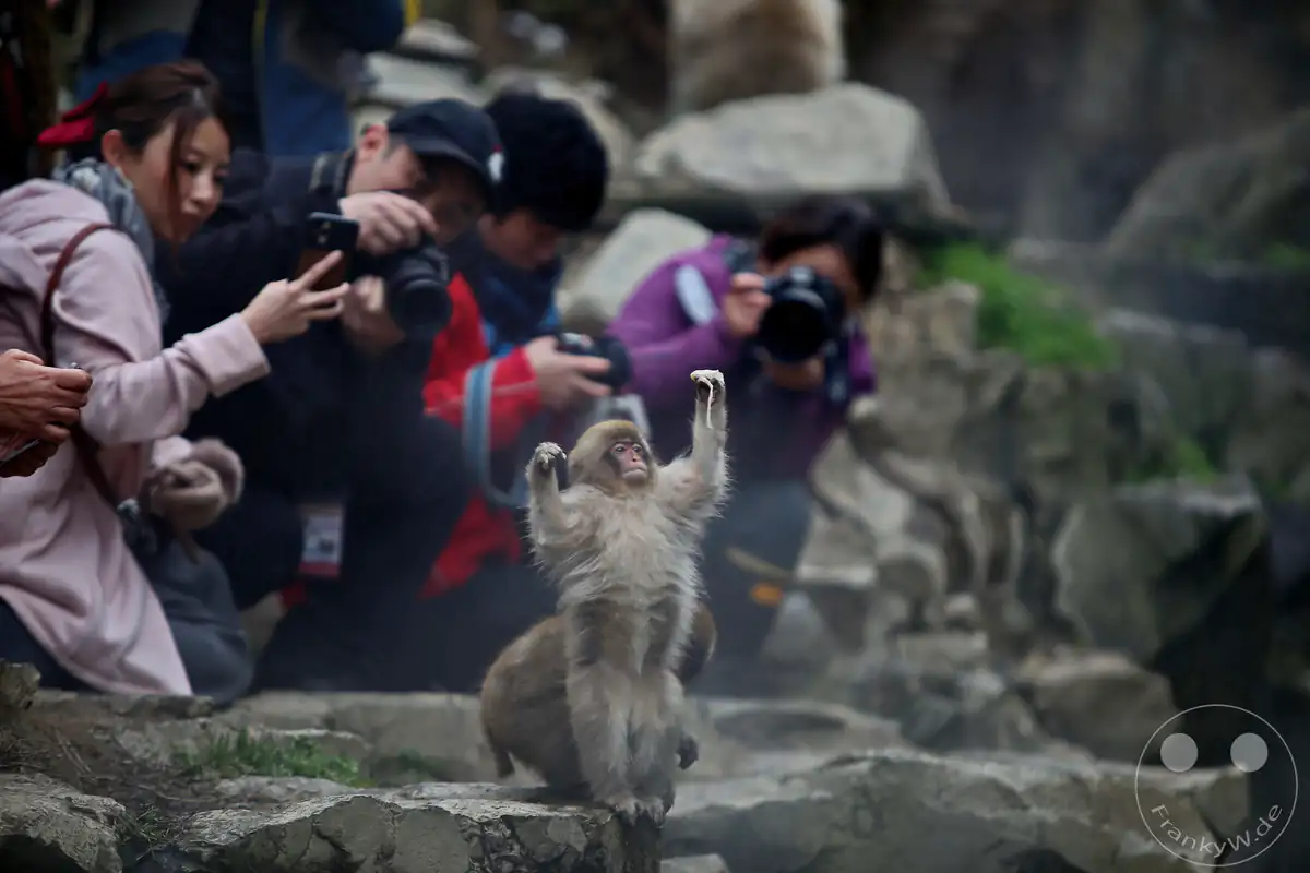 Ein kleiner japanischer Makake steht mit erhobenen Armen auf einem Felsen, während im Hintergrund eine Gruppe von Touristen das Tier mit Kameras und Smartphones fotografiert im Jigokudani-Wildaffenpark in Yamanouchi in der Präfektur Nagano, Japan.