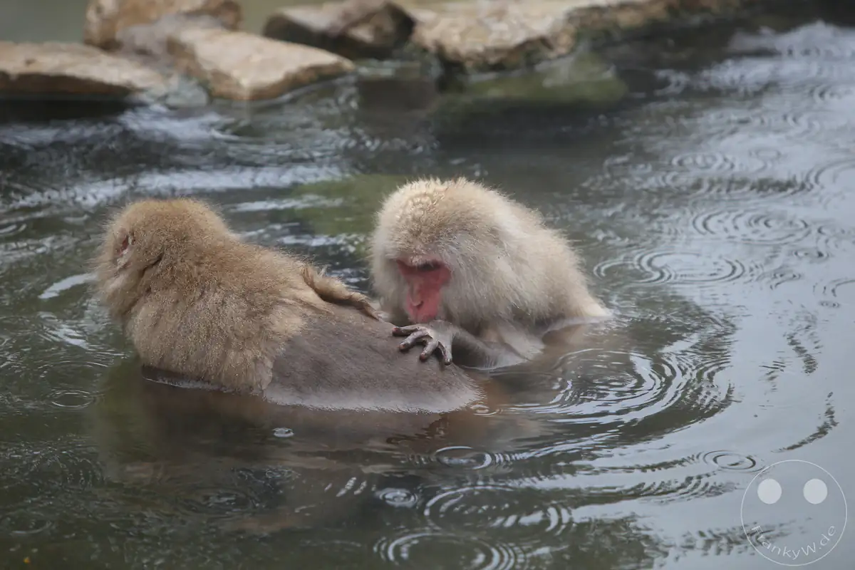 Zwei japanische Makaken sitzen im warmen Thermalwasser einer Onsen-Quelle, während ein Affe dem anderen hingebungsvoll das Fell pflegt (Grooming) im Jigokudani-Wildaffenpark in Yamanouchi in der Präfektur Nagano, Japan.