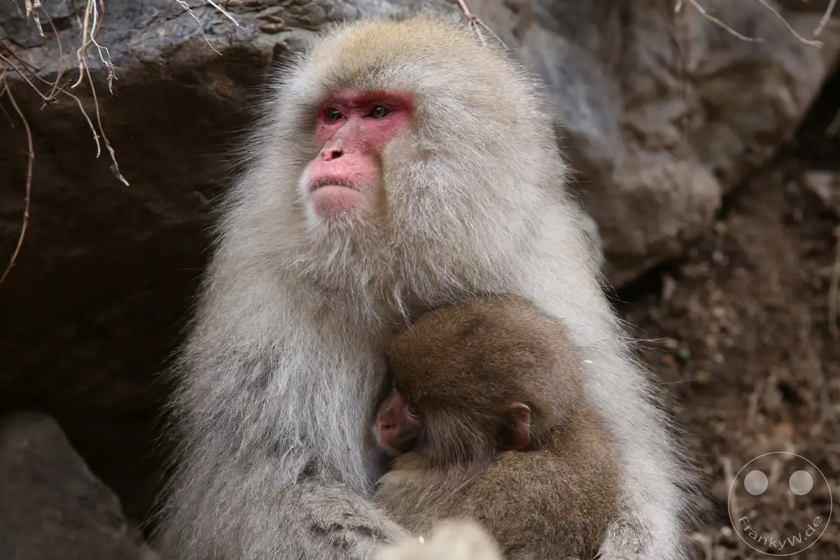 Ein ausgewachsener japanischer Makake mit dichtem, hellem Winterfell hält ein kleines Affenbaby schützend im Arm vor einer felsigen Kulisse im Jigokudani-Wildaffenpark in Yamanouchi in der Präfektur Nagano, Japan.