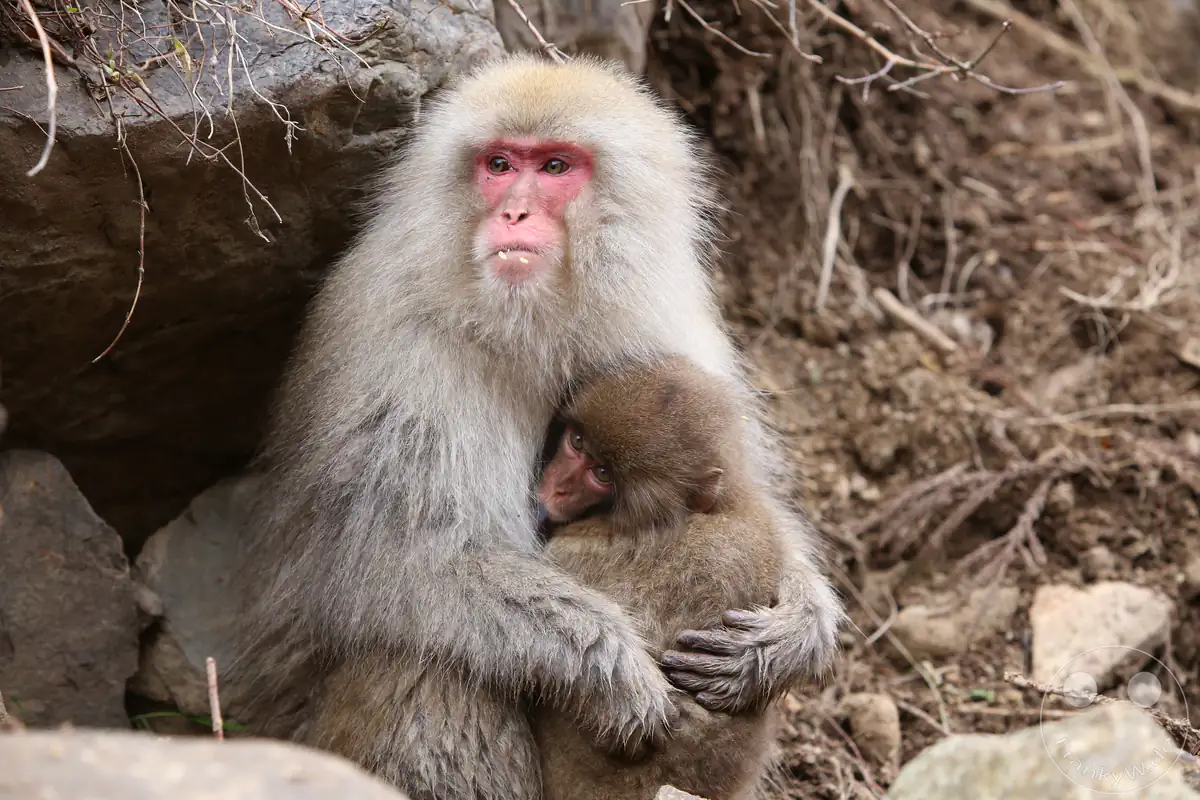 Ein ausgewachsener japanischer Makake mit dichtem, hellem Winterfell hält ein kleines Affenbaby schützend im Arm vor einer felsigen Kulisse im Jigokudani-Wildaffenpark in Yamanouchi in der Präfektur Nagano, Japan.