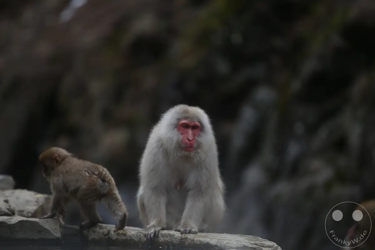 Ein ausgewachsener japanischer Makake mit dichtem, hellem Fell sitzt am steinernen Rand einer heißen Onsen-Quelle neben einem kleinen Affenbaby im Jigokudani-Wildaffenpark in Yamanouchi in der Präfektur Nagano, Japan.