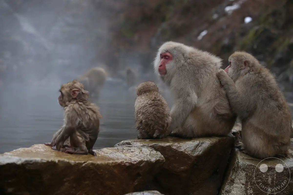 Eine Gruppe japanischer Makaken, darunter Jungtiere und ausgewachsene Affen, sitzt auf den nassen Steinen am Rand einer dampfenden Onsen-Quelle zur gegenseitigen Fellpflege im Jigokudani-Wildaffenpark in Yamanouchi in der Präfektur Nagano, Japan.