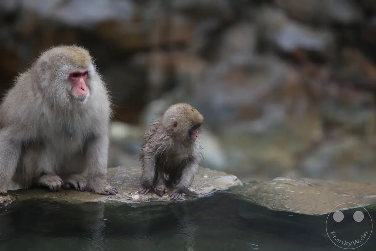 Ein ausgewachsener japanischer Makake sitzt gemeinsam mit einem kleinen, nassen Affenbaby auf den großen Steinen direkt am Rand eines Onsen-Thermalbeckens im Jigokudani-Wildaffenpark in Yamanouchi in der Präfektur Nagano, Japan.