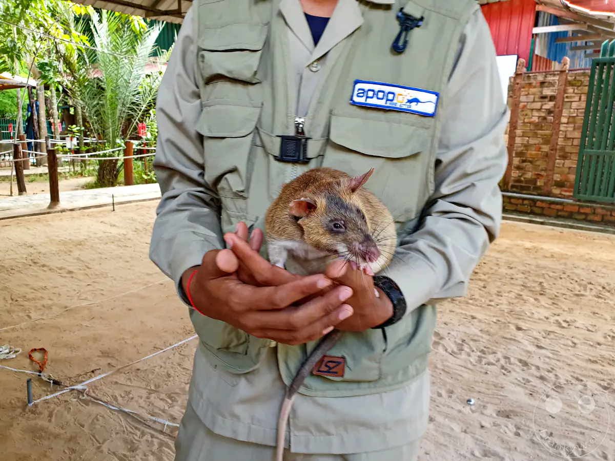 Ein Mitarbeiter in hellgrüner APOPO-Uniform hält eine afrikanische Riesenhamsterratte (HeroRAT), die zur Erkennung von Landminen ausgebildet ist, behutsam auf den Händen über einem sandigen Übungsplatz.
