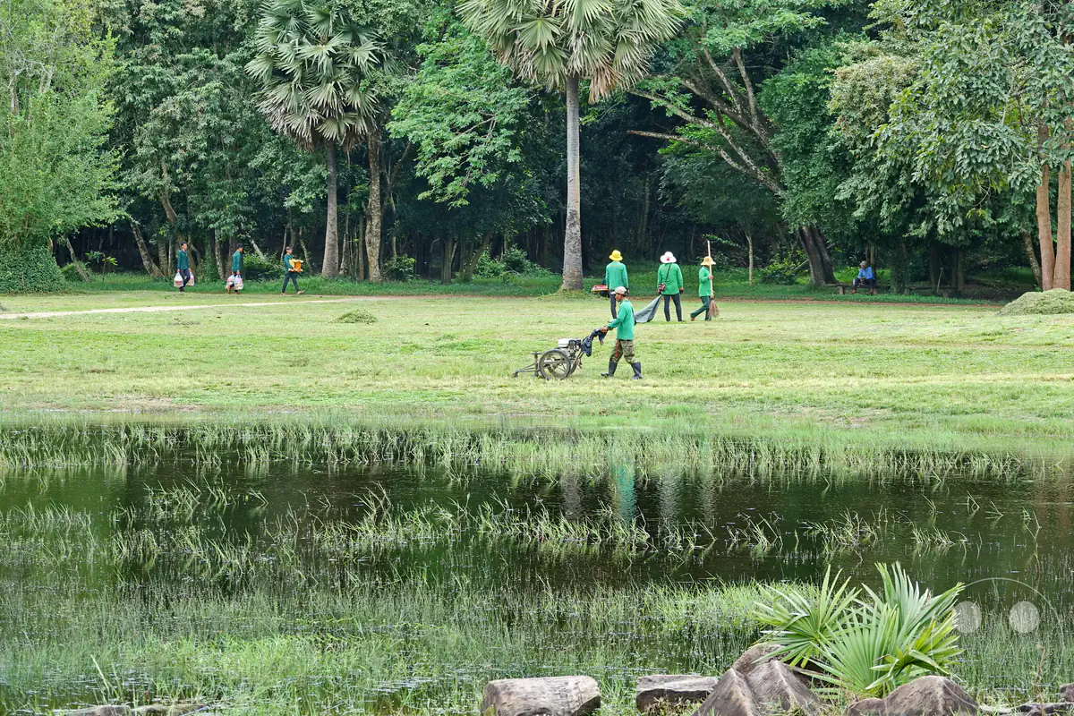 Eine Gruppe von Landschaftsgärtnern in grüner Kleidung pflegt eine weite Rasenfläche an einem kleinen Gewässer nahe den Tempelanlagen von Angkor, umgeben von Palmen und dichtem Wald.