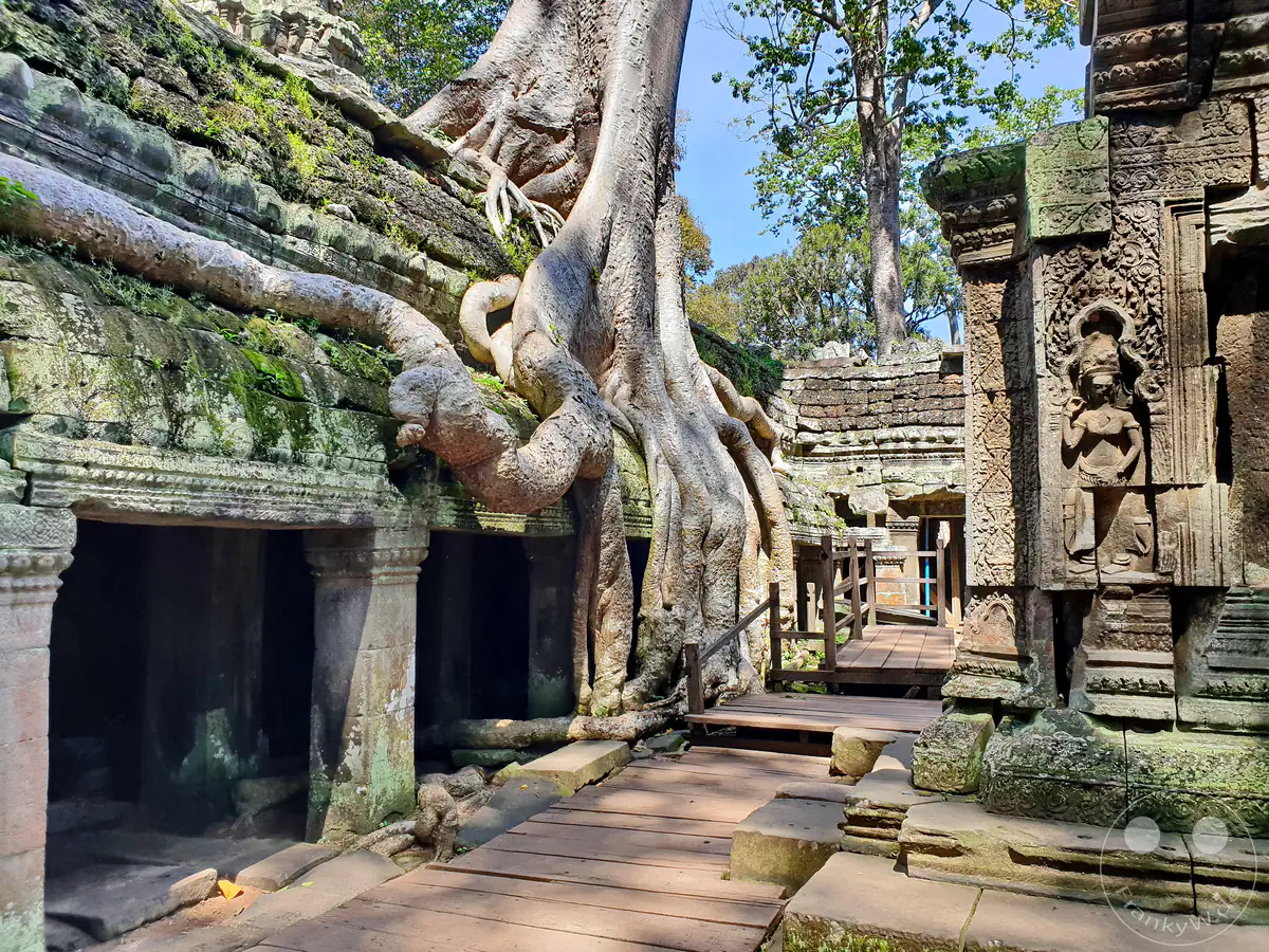 Ein detailreiches historisches Apsara-Relief auf einem Steinpfeiler im Ta-Prohm-Tempel in Angkor, während im Hintergrund ein Holzsteg und die monumentalen Wurzeln eines riesigen Baumes die alten Mauern umschlingen.