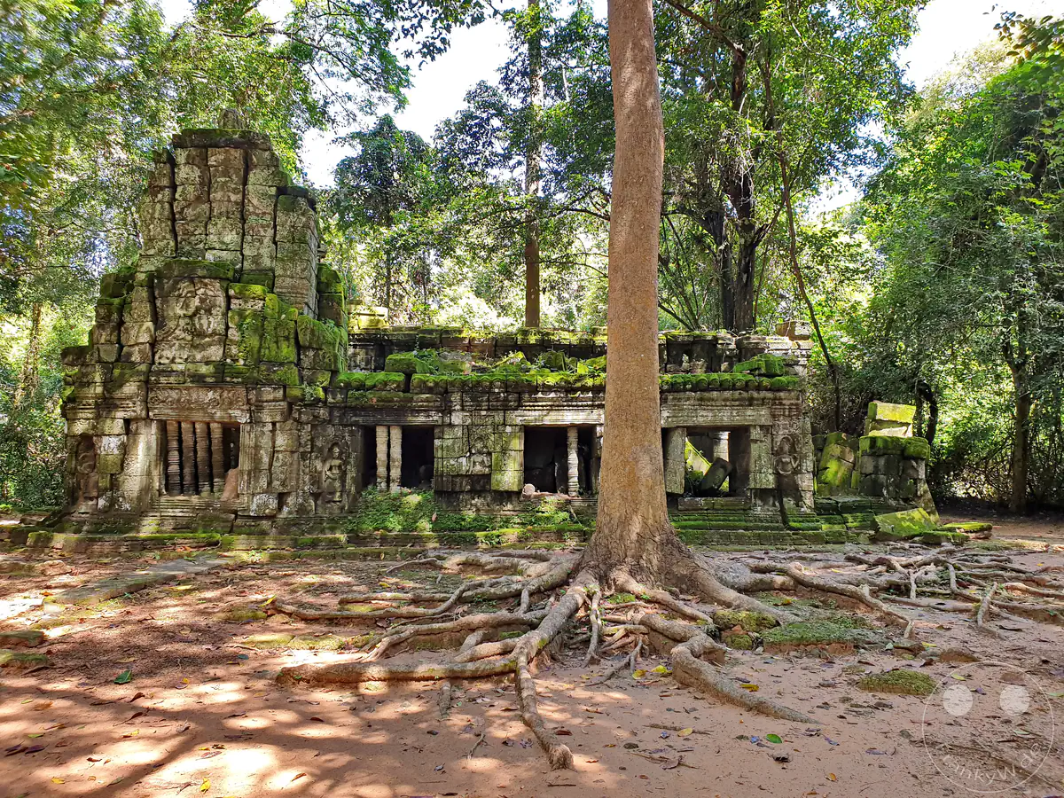 Die moosbewachsene Ruine eines historischen Steingebäudes im Ta-Prohm-Tempel in Angkor, vor dessen Eingang sich die weitverzweigten, oberirdischen Wurzeln eines großen Baumes über den Waldboden erstrecken.