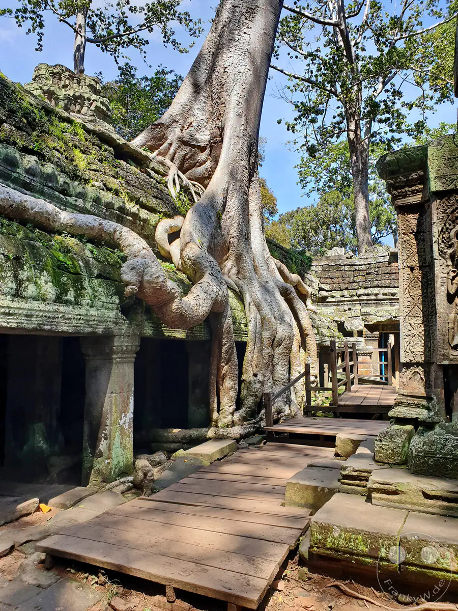 Die monumentalen, hellen Wurzeln eines riesigen Baumes umschlingen die moosbewachsenen Steindächer und historischen Mauern des Ta-Prohm-Tempels in Angkor neben einem erhöhten Holzsteg für Besucher unter blauem Himmel.