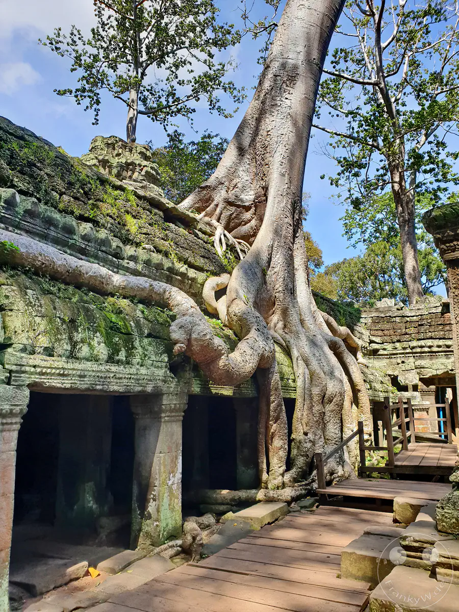 Die monumentalen, hellen Wurzeln eines riesigen Baumes umschlingen die moosbewachsenen Steindächer und historischen Mauern des Ta-Prohm-Tempels in Angkor neben einem erhöhten Holzsteg für Besucher unter einem leicht bewölkten Himmel.