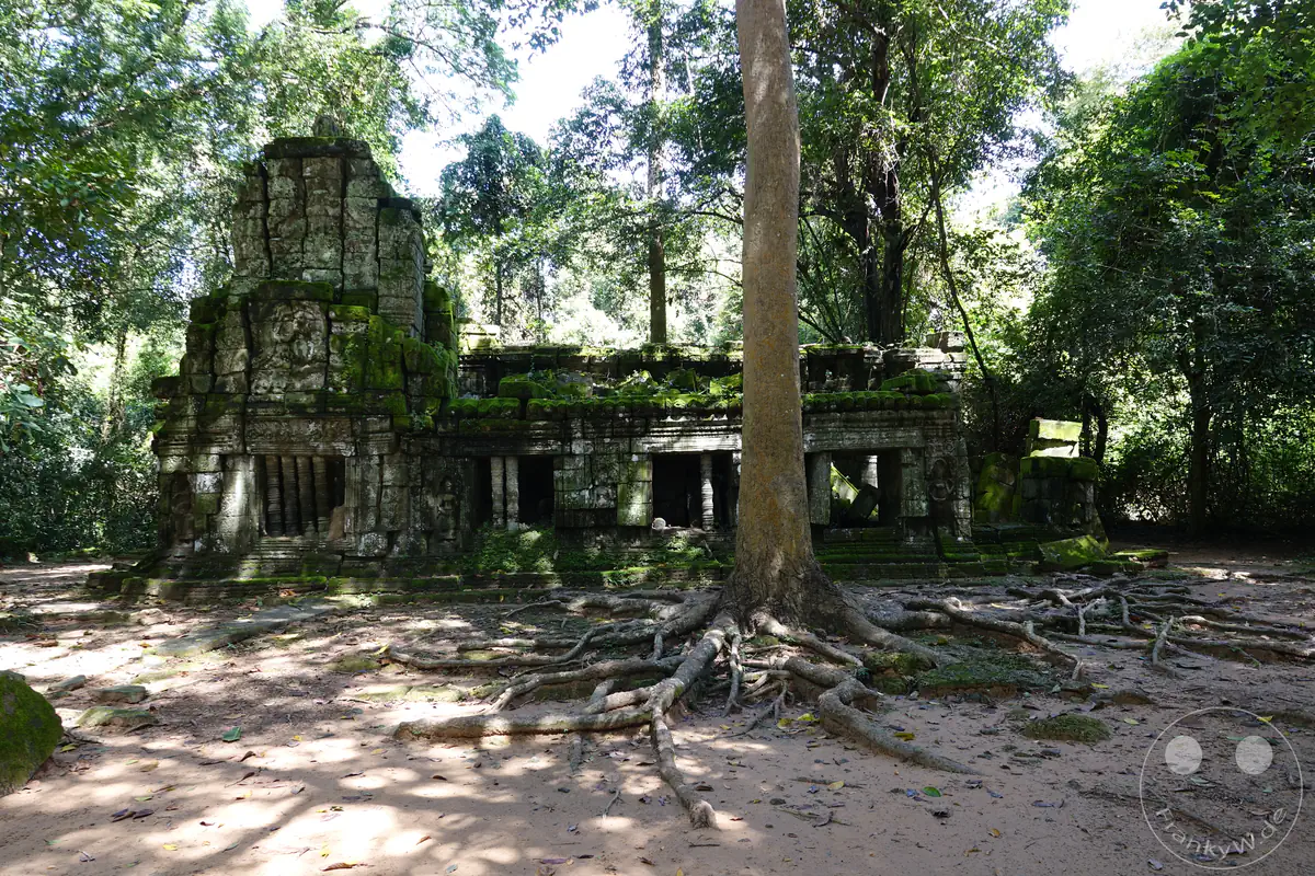 Die moosbewachsene Ruine eines historischen Steingebäudes im Ta-Prohm-Tempel in Angkor, vor dessen Eingang sich die weitverzweigten, oberirdischen Wurzeln eines großen Baumes über den Waldboden erstrecken.
