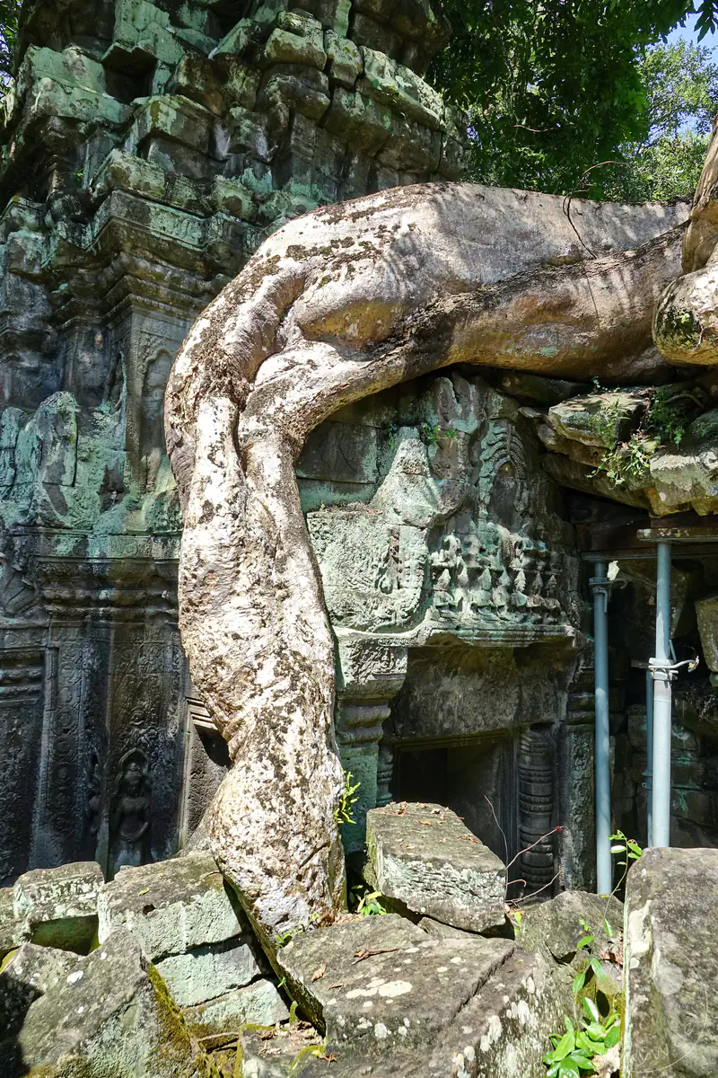 Eine gewaltige, hellgraue Baumwurzel umschlingt die moosbewachsenen Steinstrukturen und reliefverzierten Mauern des historischen Ta-Prohm-Tempels in Angkor über einem Haufen eingestürzter Steinblöcke.