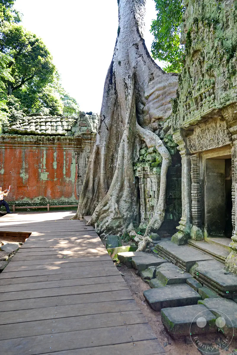 Die monumentalen, hellen Wurzeln eines riesigen Urwaldbaumes umschlingen die historische Steinfassade des Ta-Prohm-Tempels in Angkor neben einem hölzernen Besuchersteg und einem verzierten Türeingang.