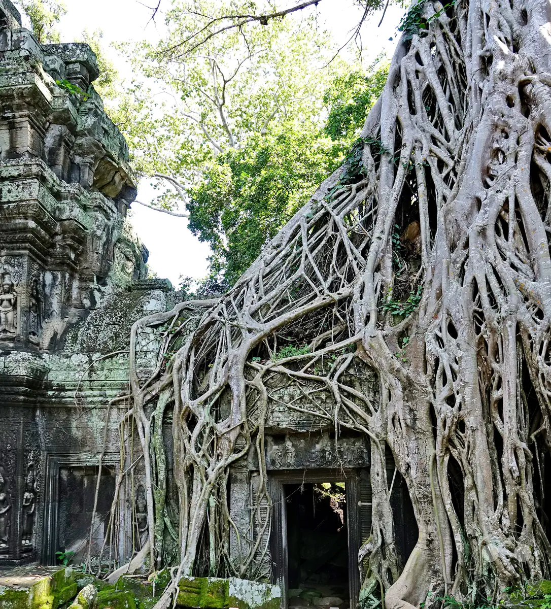 Ein dichtes Geflecht aus monumentalen, hellen Baumwurzeln umschlingt und überwächst die historischen Steinmauern und einen dunklen Türeingang des Ta-Prohm-Tempels in Angkor.