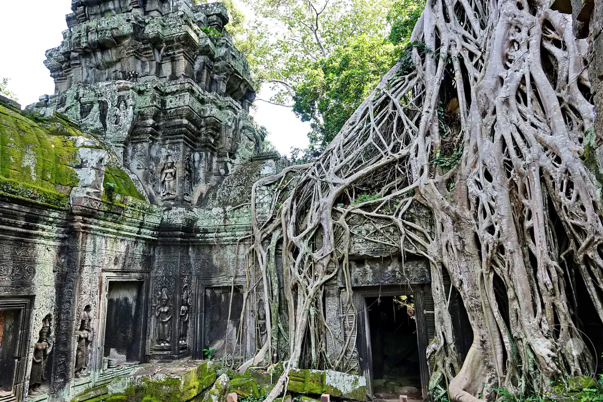 Ein gewaltiges, komplexes Geflecht aus hellen Baumwurzeln überzieht die historischen Mauern des Ta-Prohm-Tempels in Angkor, flankiert von moosbewachsenen Steintürmen und kunstvollen Apsara-Reliefs.