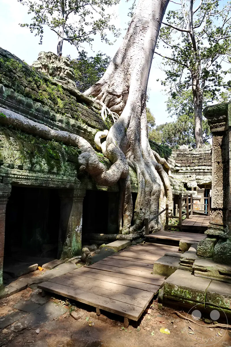 Die monumentalen, hellen Wurzeln eines riesigen Baumes umschlingen die moosbewachsenen Steindächer und historischen Mauern des Ta-Prohm-Tempels in Angkor neben einem erhöhten Holzsteg für Besucher.