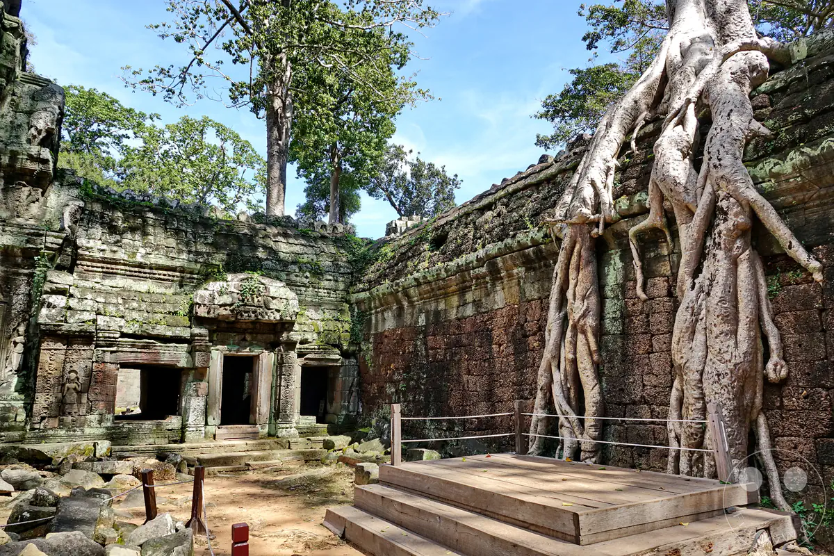 Die monumentalen, hellen Wurzeln eines riesigen Urwaldbaumes wachsen an einer historischen Lateritmauer des Ta-Prohm-Tempels in Angkor herab, direkt hinter einer hölzernen Aussichtsplattform mit Seilabsperrung.