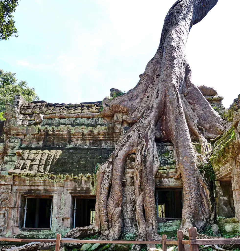 Die weltberühmte Ansicht des Ta-Prohm-Tempels in Angkor, bei der die gewaltigen, dicken Wurzeln eines riesigen Kapokbaumes die historischen Steingebäude umschlingen und direkt über dem Steindach in den Himmel ragen.