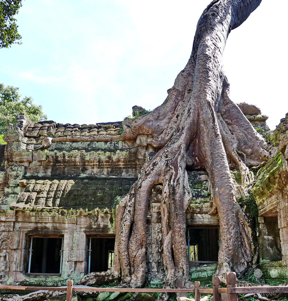 Die weltberühmte Ansicht des Ta-Prohm-Tempels in Angkor, bei der die gewaltigen, dicken Wurzeln eines riesigen Kapokbaumes die historischen Steingebäude umschlingen und direkt über dem Steindach in den Himmel ragen.