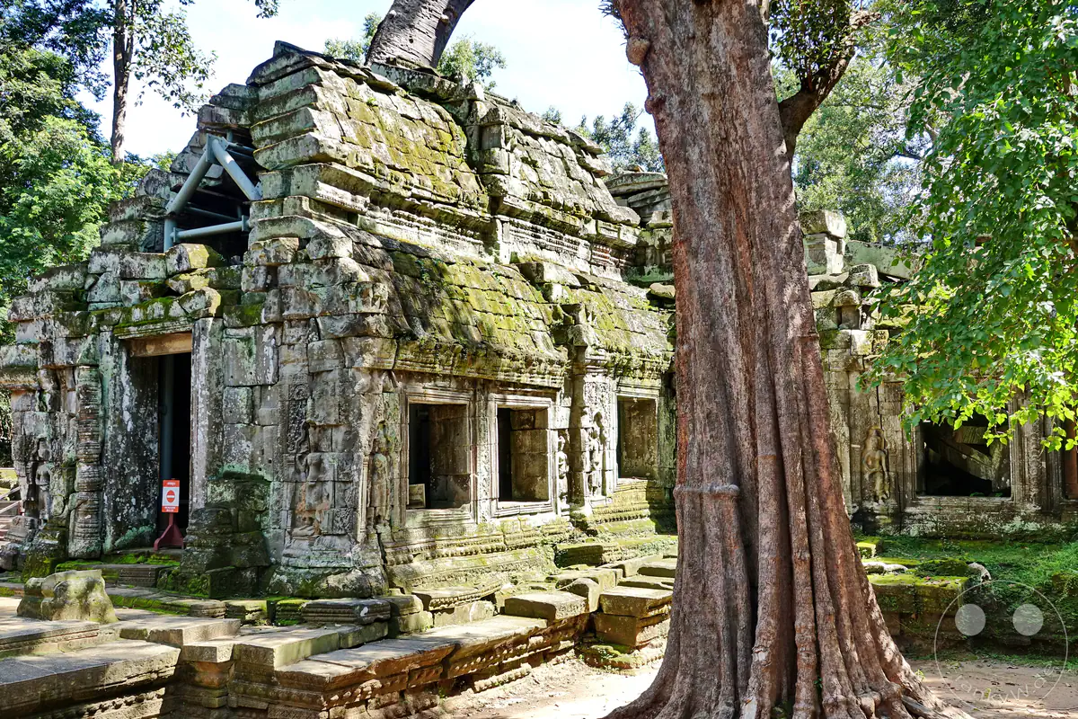 Die moosbewachsenen Steinfassaden und historischen Mauern des Ta-Prohm-Tempels in Angkor mit kunstvollen Reliefs, flankiert von einem mächtigen Baumstamm im Vordergrund.