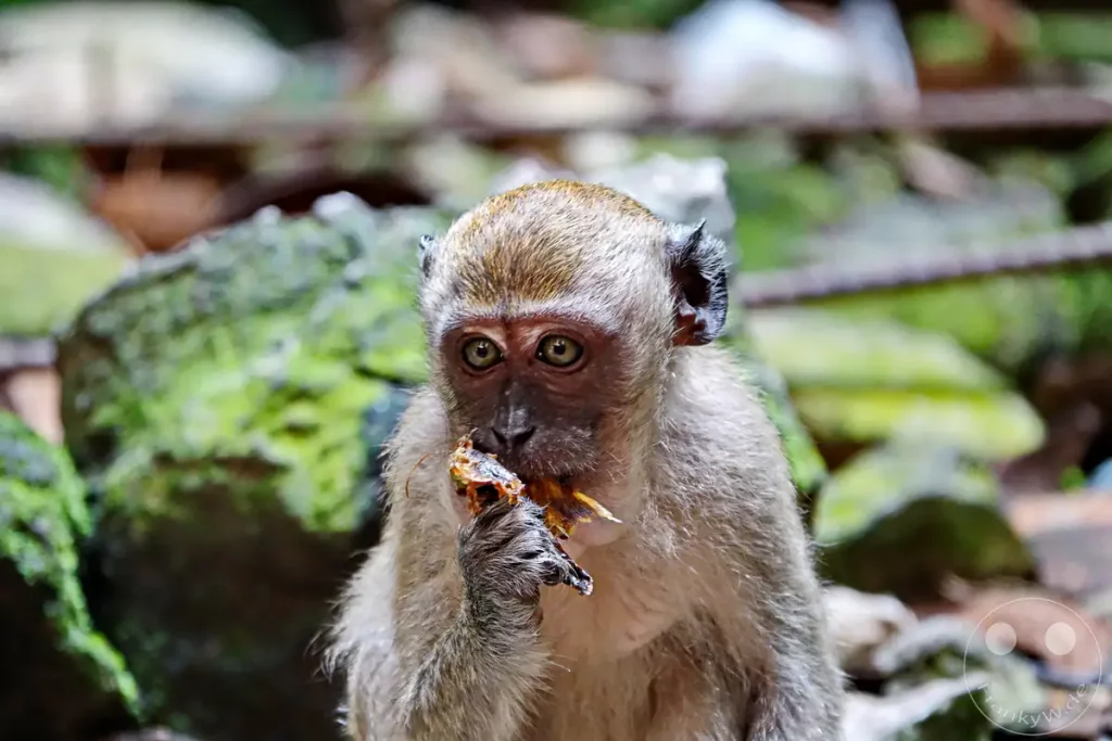 Nahaufnahme eines jungen Javaneraffen (Langschwanzmakake) bei den Batu Caves nahe Kuala Lumpur, Malaysia, der aufmerksam schaut und Futter mit seiner Pfote zum Mund führt, vor einem unscharfen Hintergrund aus moosigen Felsen.