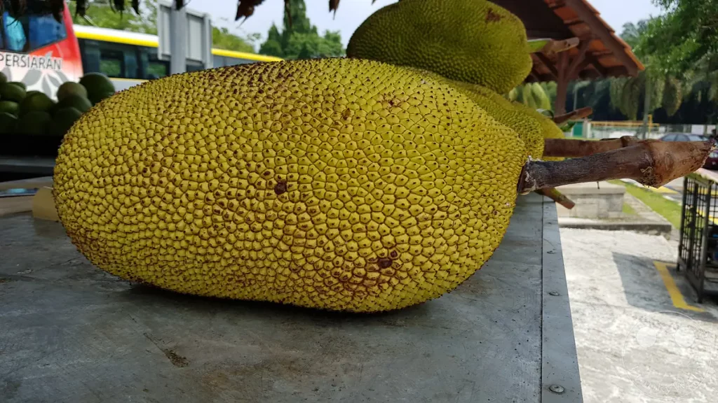 Eine große, reife Jackfrucht mit ihrer typisch genoppten, gelb-grünen Schale liegt auf einem Metalltisch an einem Obststand einer malaysischen Raststätte bei Tangkak.