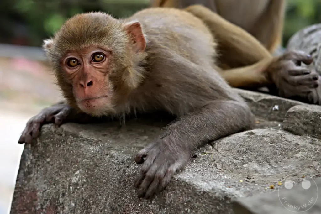 Ein Rhesusaffe liegt auf einer steinernen Mauer und blickt mit seinen gelben Augen neugierig in die Kamera. Die Aufnahme wurde im Bereich der Swayambhunath-Stupa in Kathmandu, Nepal, gemacht und zeigt einen Affen in seiner natürlichen Umgebung.