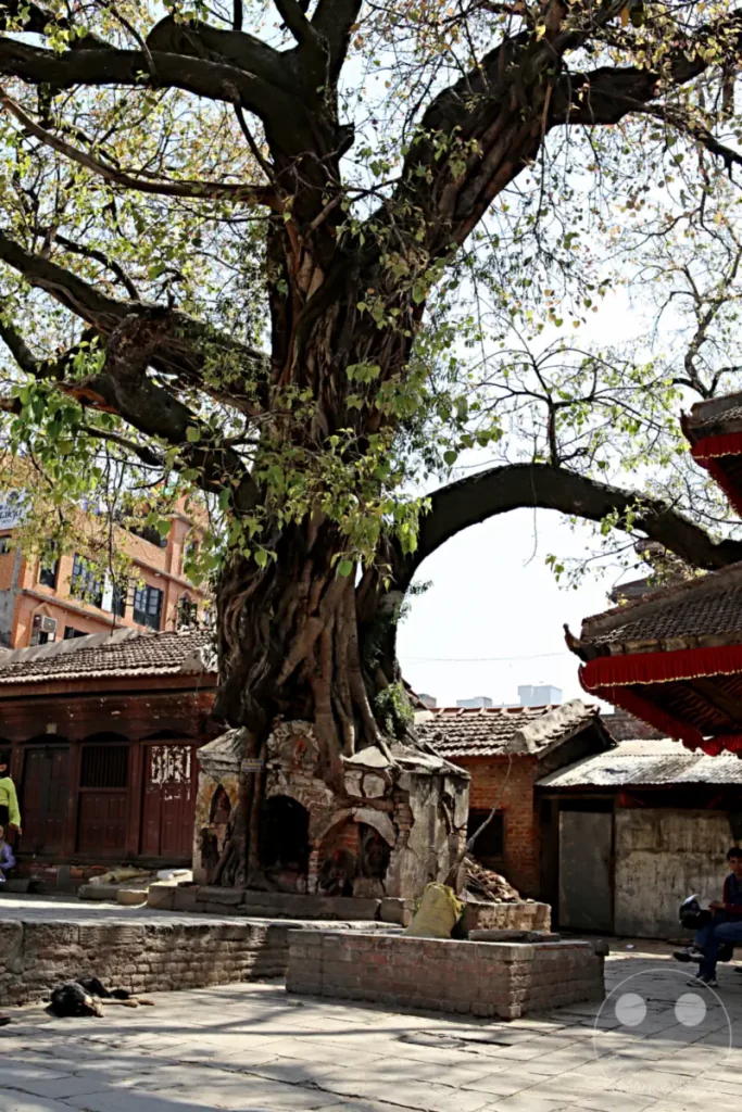 Ein alter, knorriger Baum dominiert den Platz des Kathmandu Durbar Square. Im Hintergrund sind traditionelle Gebäude mit Ziegeldächern und rote Stoffdekorationen zu sehen, die die historische Atmosphäre unterstreichen. Ein Hund ruht sich im Schatten aus, während Menschen im Hintergrund auf Bänken sitzen.